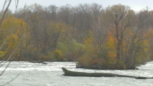 Withered Trees Niagara River Bank — Video