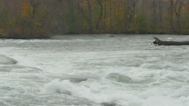 Річка Ніагара Тече Водоспад — стокове відео