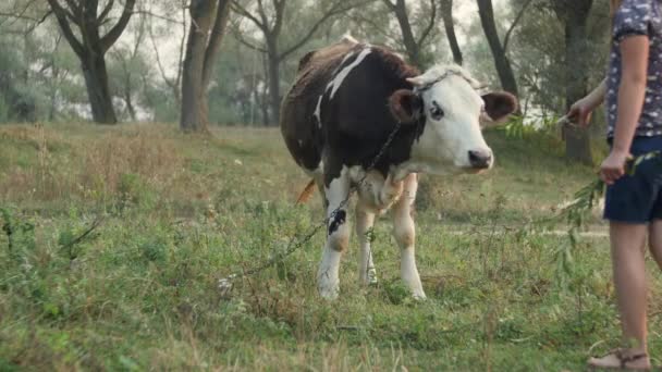 Fille Apportant Des Branches Une Vache — Video