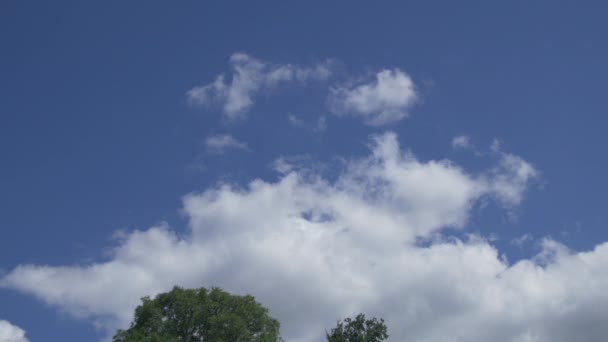 Topo Árvore Nuvens Céu — Vídeo de Stock