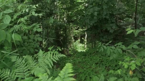 Człowiek Biegający Lesie — Wideo stockowe