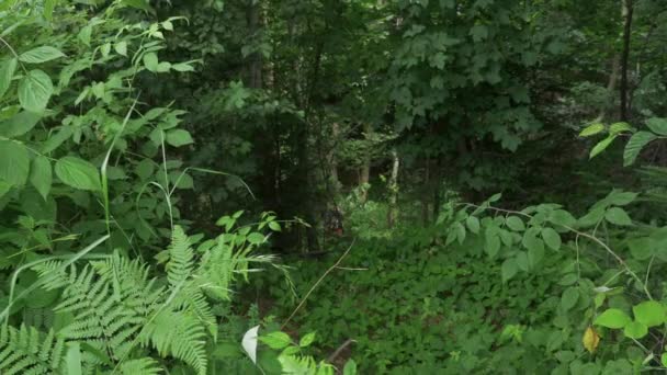 Homme Courant Dans Une Forêt — Video