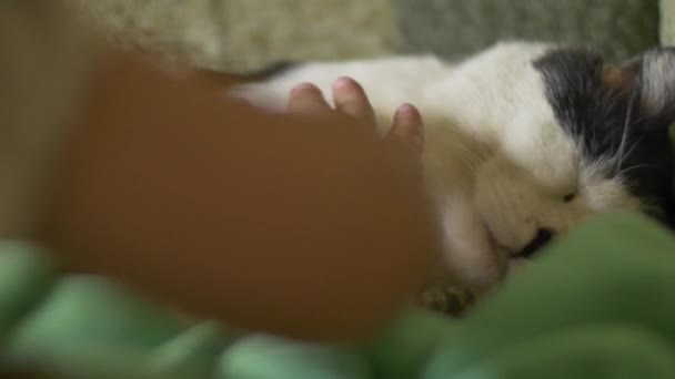 Hand Petting Sleeping Cat — 图库视频影像