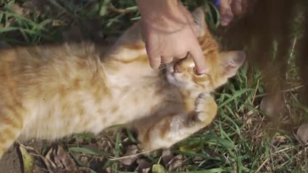 Ruce Hrají Oranžovou Kočkou — Stock video