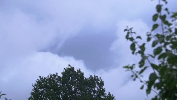 树枝和多云的天空 — 图库视频影像