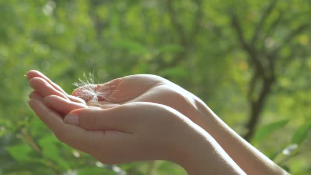 Semilla Diente León Volando Una Mano — Vídeo de stock