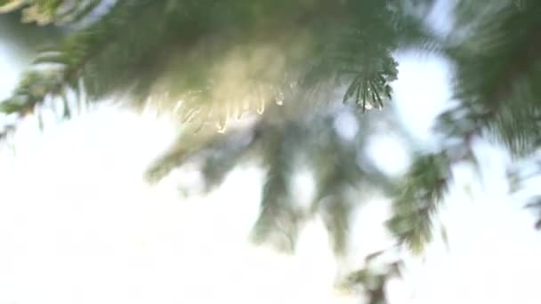 Vista Agulhas Árvore Abeto — Vídeo de Stock
