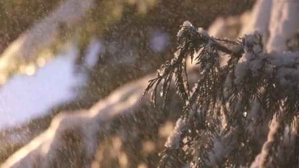 下雪天结冰的针叶树 — 图库视频影像