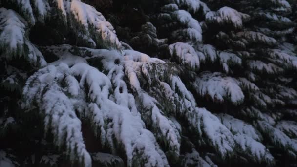 Nachylenie Gałęzi Iglastych Śnieżnych — Wideo stockowe