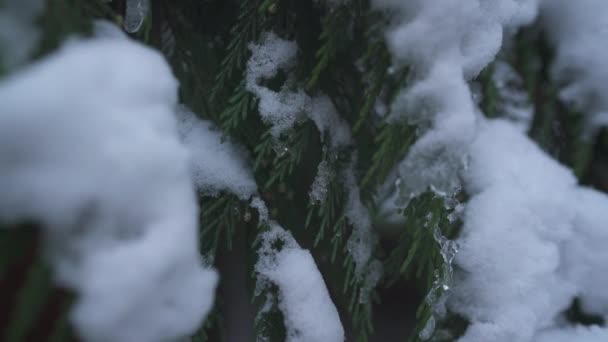 Close Snowy Evergreen Branches — Stock Video