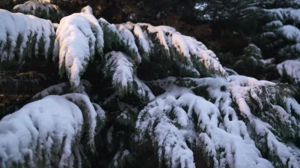 Äste Von Schneebedeckten Tannen — Stockvideo