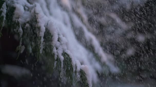Snowy Coniferous Branch View — Stock Video