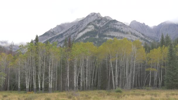 Tall Trees Foothills Banff National Park — Stock Video