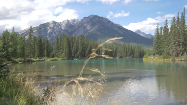 River Foothills Banff National Park — Stock video