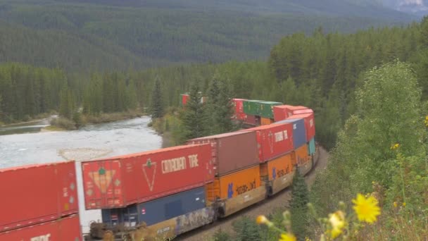 Train Marchandises Roulant Dans Forêt — Video