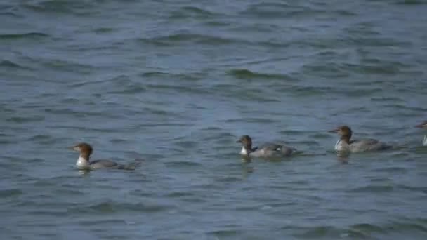 在水里漂浮着的被捆起来的鸭子 — 图库视频影像