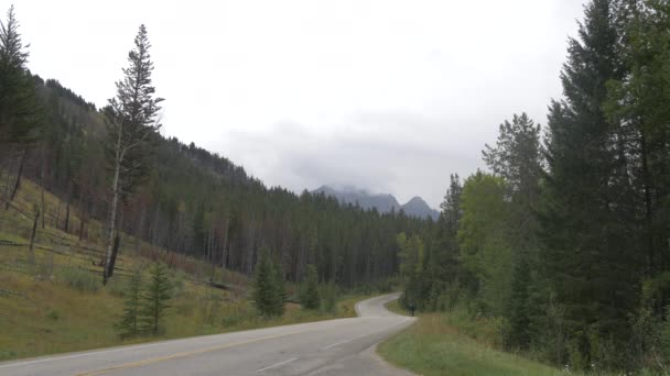 Road Forest Banff National Park — Αρχείο Βίντεο