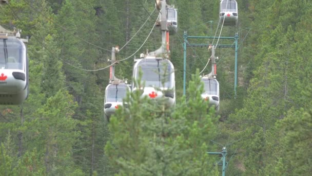 Teleféricos Correndo Sobre Uma Floresta Coníferas — Vídeo de Stock