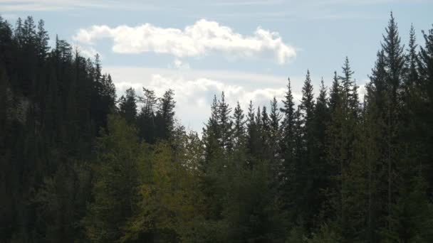 Nadelbäume Zittern Banff Nationalpark — Stockvideo