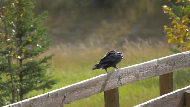 Gros Plan Corbeau Sur Une Clôture Bois — Video