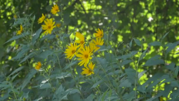 Flores Amarelas Vento — Vídeo de Stock