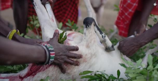 Afrykańczycy Poświęcają Kozę — Wideo stockowe