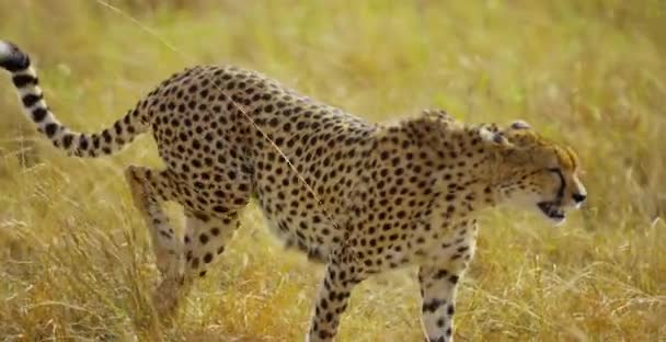 Cheetah Caminando Sabana — Vídeo de stock
