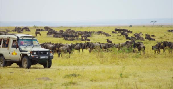 Autofahren Auf Safari — Stockvideo