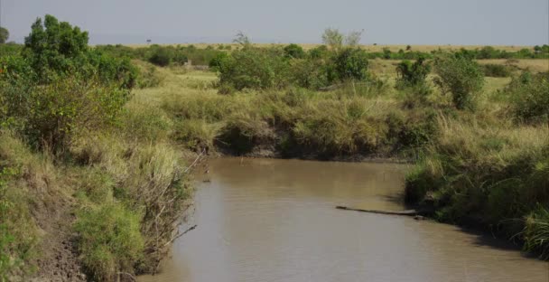 Small River Africa — Stockvideo