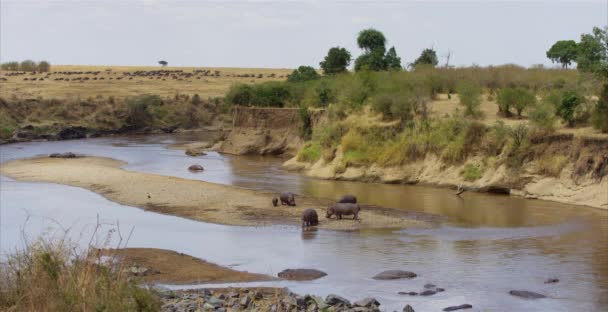 Hipopótamos Una Escupida Tierra — Vídeo de stock
