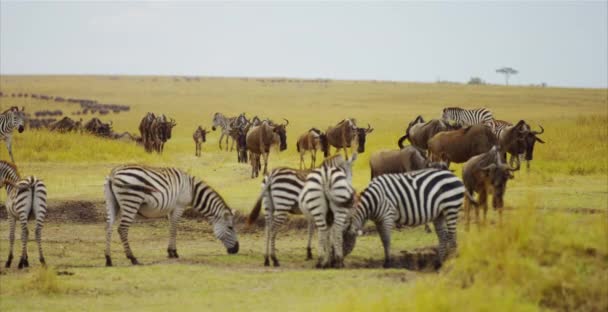 Zebras Betande Och Gnus Gående — Stockvideo