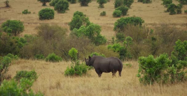 Rinoceronte Piedi Nella Savana — Video Stock