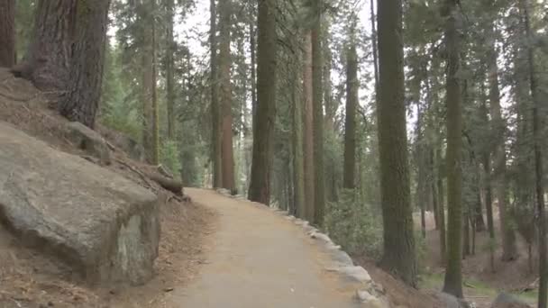 Sentier Dans Une Forêt — Video