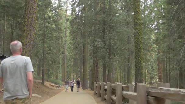 Emberek Sétálnak Erdőben — Stock videók