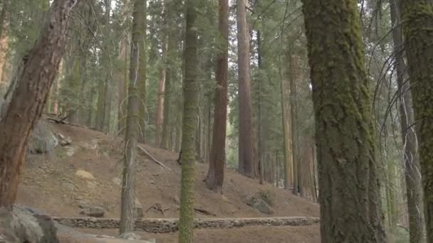 森林里的树干 — 图库视频影像