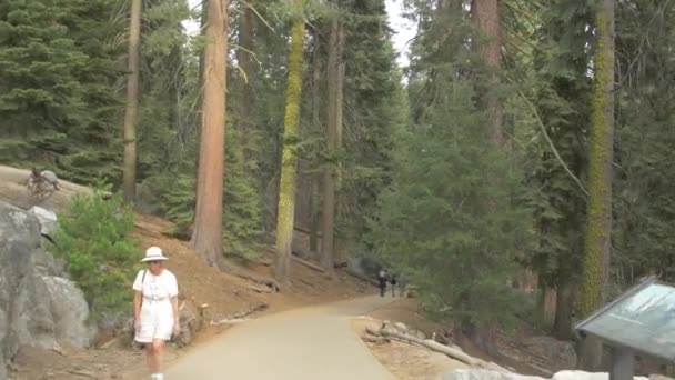 Des Gens Marchent Dans Une Ruelle Dans Une Forêt — Video