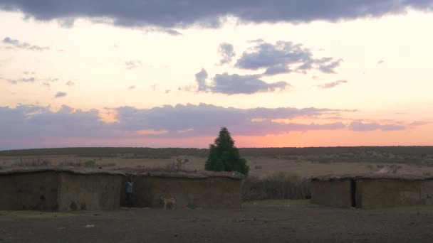 Boy Dog Maasai Village — Stock Video