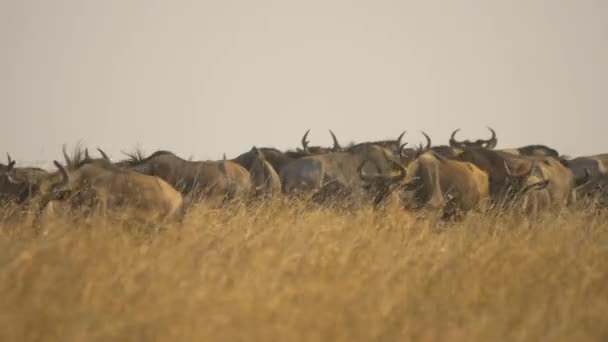 Gnus Går Högt Torrt Gräs — Stockvideo