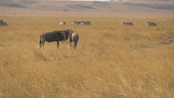 Wilde Beesten Zebra Droge Vlakten — Stockvideo