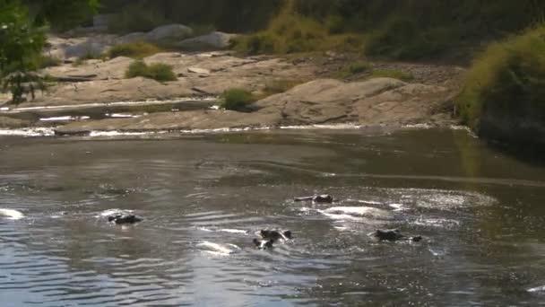 Hippos Cooling River — Stockvideo