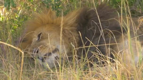 Lion Reposant Dans Herbe — Video