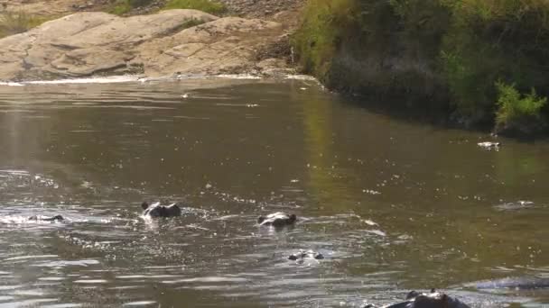 Baignade Hippopotames Dans Une Rivière — Video