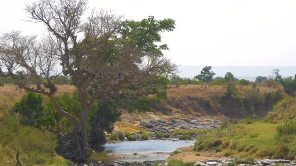 Trees River Masai Mara — Stock video