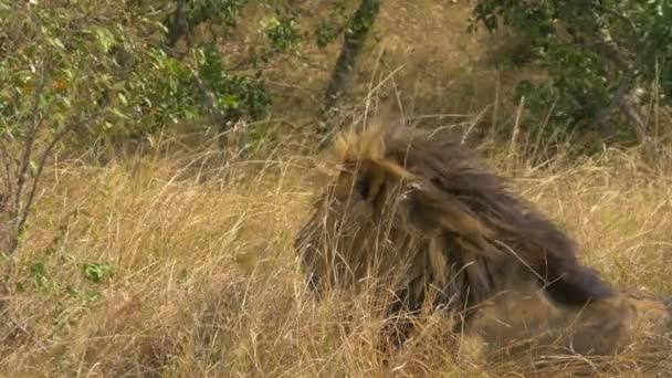 Masai Mara Çimlerde Bir Aslan — Stok video
