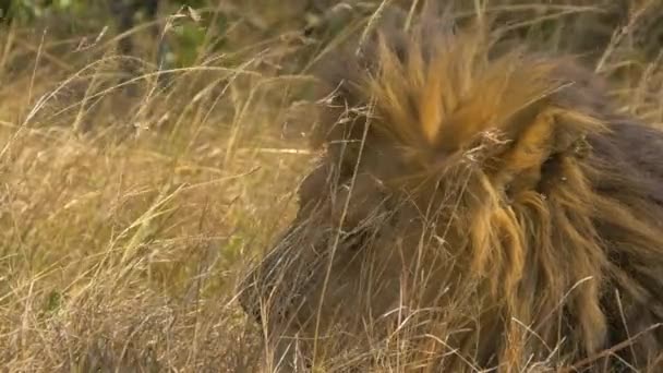 Acercamiento León Hierba — Vídeo de stock