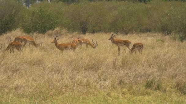 Hombres Impala Masai Mara — Vídeos de Stock