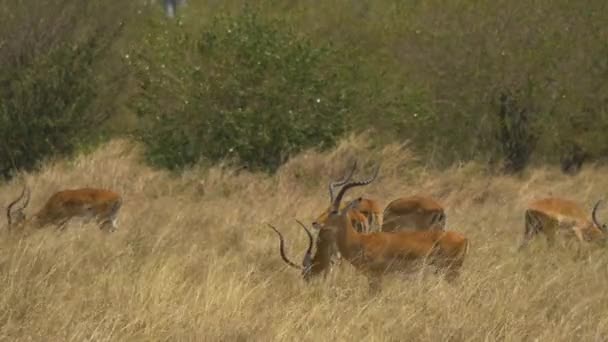 Hombres Impala África — Vídeo de stock