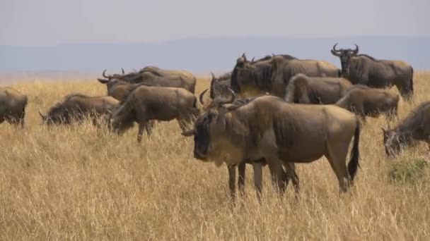 Wilde Beesten Grasland Masai Mara — Stockvideo