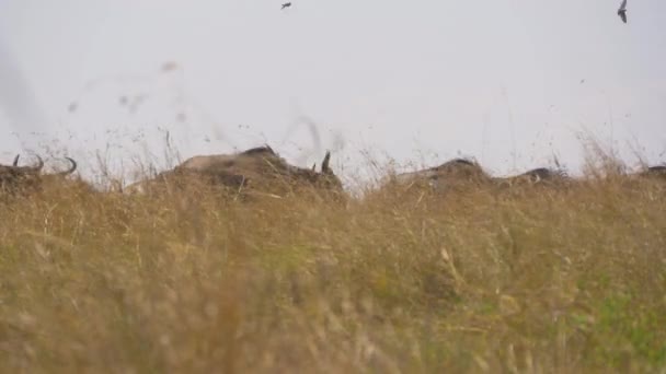 Gnus在干草中行走 — 图库视频影像