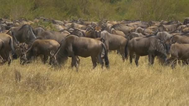 Αγέλη Της Βόσκησης Gnus — Αρχείο Βίντεο